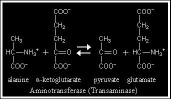 ESEMPIO DI REAZIONE DI TRANSAMINAZIONE Le Transaminasi (amminotransferasi) catalizzano