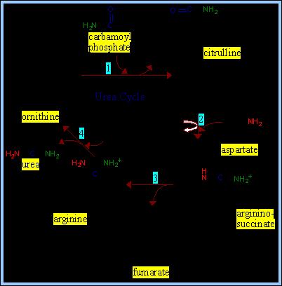 LE SINGOLE TAPPE DEL CICLO 1: ornitina transcarba milasi 2: