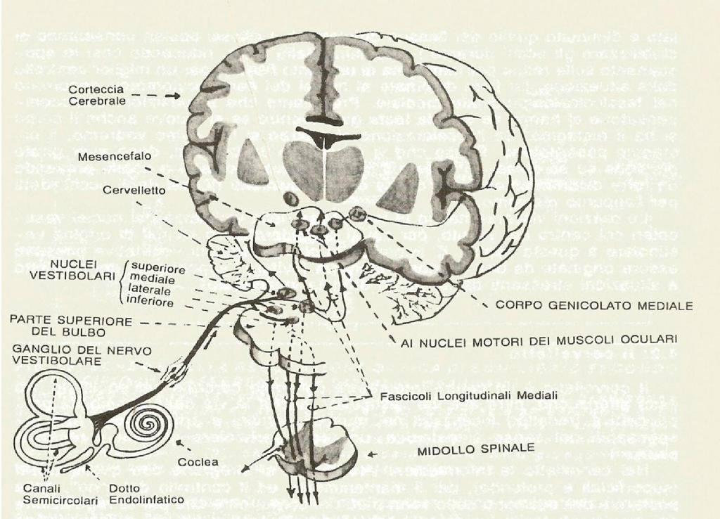 Le afferenze dei due vestiboli si armonizzano in questo centro e subiscono un integrazione con quelle propriocettive del corpo per gli aggiustamenti posturali. 1.