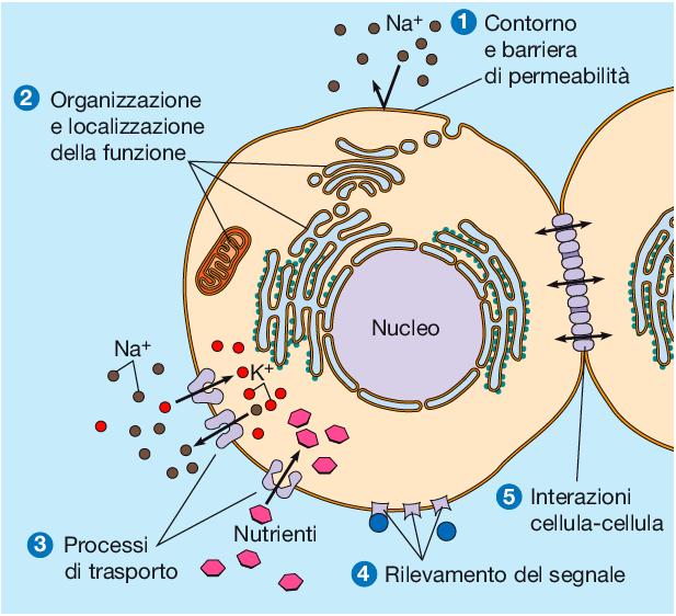 IMPORTAZIONE ED ESPORTAZIONE DELLE MOLECOLE RICEZIONE DI SEGNALI