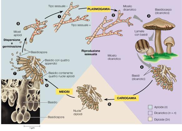 basidiocarpo In natura la maggior parte dei