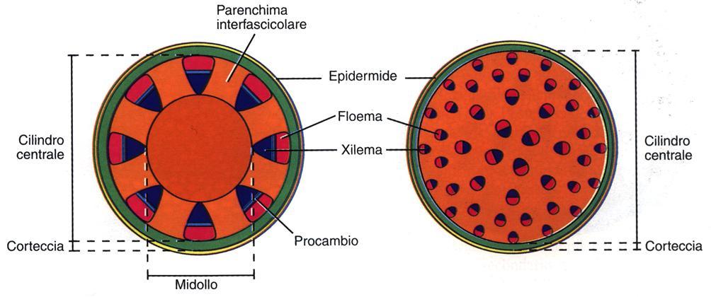 La disposizione dei tessuti primari La stele presenta il tessuto vascolare organizzato in FASCI di conduzione A seconda del tipo di stele, al centro del cilindro vascolare il tessuto