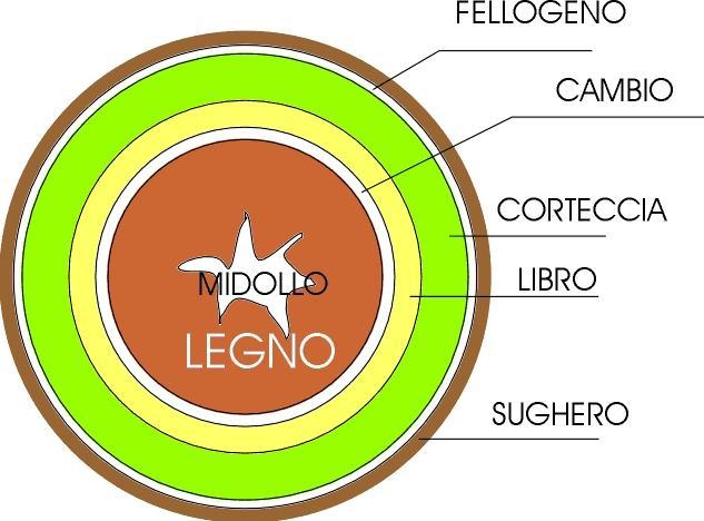 Cambio subero-fellodermico Cambio cribro-vascolare Il fellogeno produce verso l interno strati di cellule parenchimatiche (felloderma) e verso l esterno