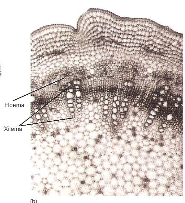 Struttura primaria del