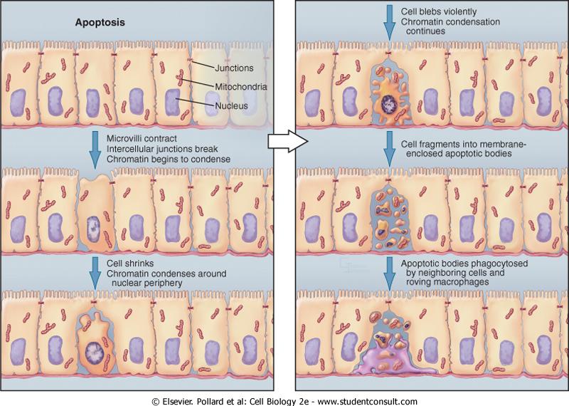 APOPTOSIS-ACTIVE CELLULAR SUICIDE-TYPICALLY AFFECTS SINGLE CELLS.