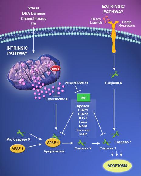 MEDIATORI DELL'APOPTOSI: Estrinsici mediati da recettori di morte: Interazioni con il sistema immunitario: le cellule vanno incontro ad apoptosi in seguito a cambiamenti nel contenuto intracellulare