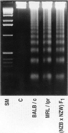 Le endonucleasi attivate dall apoptosi tagliano il DNA in corrispondenza dei nucleosomi e