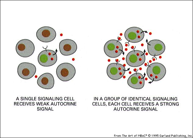 MFN0366-A1 (I. Perroteau) - comunicazione cellulare - trasduzione del segnale Comunicazione autocrina Le cellule che rilasciano il ligando esprimono anche il recettore e si autostimolano.