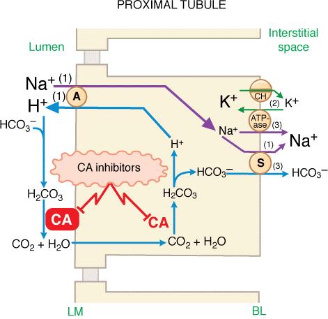 Riassorbimento di NaHCO 3 nel tubulo prossimale e meccanismo d'azione diuretica degli inibitori dell anidrasi carbonica (CA). A, antiporter, S, symporter, CH, canale ionico.