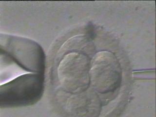 Test genetico preimpianto Il test preimpianto è effettuato su embrioni precoci dopo fertilizzazione in vitro al fine di diminuire la possibilità che il feto soffra di una malattia genetica.