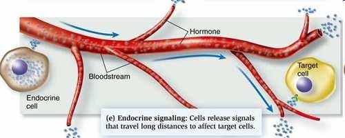 Comunicazione endocrina L ormone viene secreto da una ghiandola endocrina L ormone viaggia nel circolo sanguigno e raggiunge la cellula bersaglio dove esplicherà la sua azione