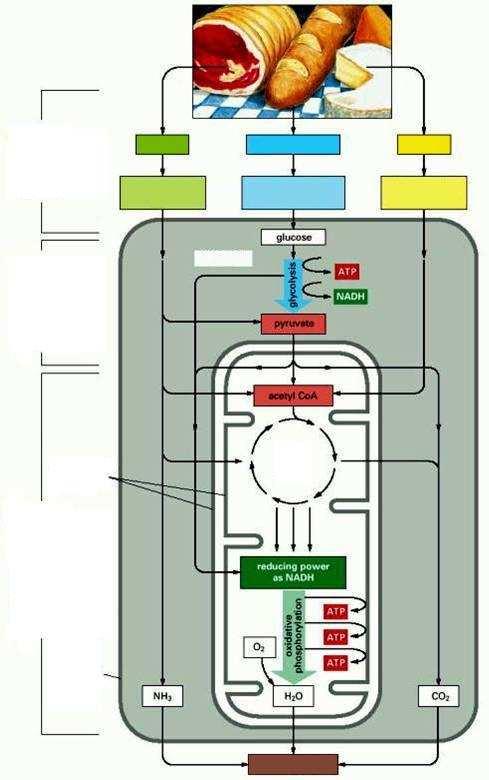 Schema generale del metabolismo cellulare STADIO 1: Scissione di macromolecole a unità semplici proteine aminoacidi polisaccaridi monosaccaridi trigliceridi acidi grassi e glicerolo STADIO 2: