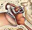 Acufeni, iperacusia e Tinnitus Retraining Therapy zioni normali, solo la parte più laterale ed esterna fino alla membrana del timpano è accessibile all'esame diretto.