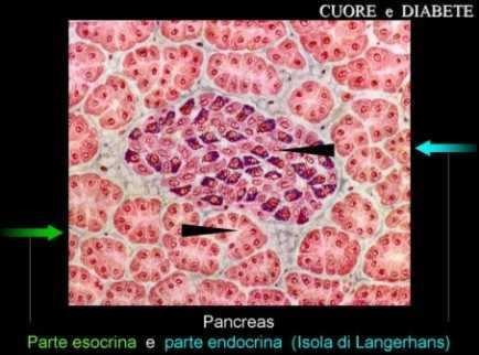 ESOCRINO Succo pancreatico