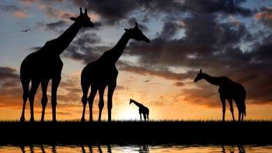 Immaginiamo boschi lussureggianti, e le sponde di questo lago della Rift Valley, dove giraffe, elefanti e gnu hanno una scorta infinita di acqua. Si prosegue per la struttura dove passeremo la notte.