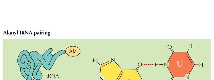 anticodone nel trna Codone: