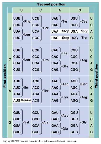 61 codoni codificano per 20 amino acidi Codice a