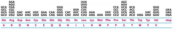 Codice genetico standard L abbreviazione standard ad una lettera per ogni amminoacido (AA) è presentata sotto l abbreviazione a tre lettere.