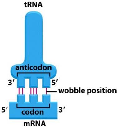 Decodificazione del mrna mediata dai trna [3] A causa di interazioni non standard, un anticodone di un trna può formare coppie di basi con più di un codone sul mrna.