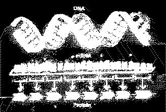 Formazione legame fosfodiesterico 1 nucleotide Traduzione assemblaggio codificato Si passa da un linguaggio a 4 nucleotidi