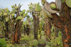 La visita successiva sarà ad una impressionante foresta di cactus giganti, che ospitano molte razze di uccelli, tra i quali i fringuelli di Darwin.