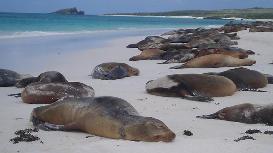 10 giorno Galapagos isola di Ràbida e Bachas Beach (Santa Cruz) Trattamento di pensione completa.