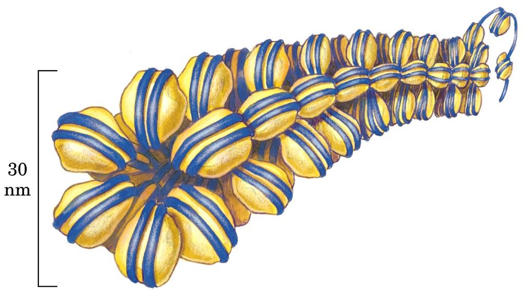 6 nucleosomi portano alla formazione