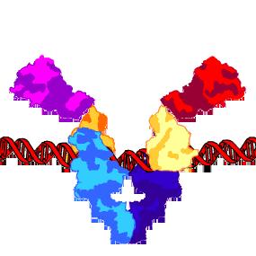 DNA