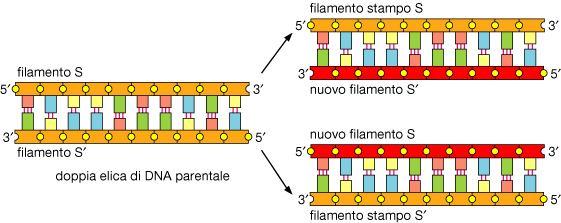 La replicazione del DNA in procarioti ed eucarioti avviene con un meccanismo semiconservativo, mediante il quale i due filamenti di