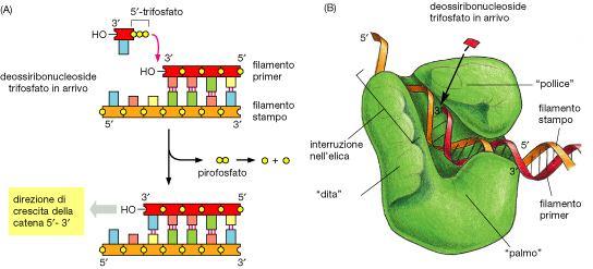 LA PRIMA DNA POLIMERASI AD AGIRE è LA DNA POL III. ESSA AGIRA IN MODO CONTINUO A LIVELLO DEL FILAMENTO LEADING E DISCONTINUATIVAMENTE SUL FILAMENTO LAGGING.