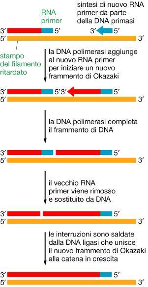 Replicazione