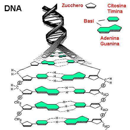 La forma è l immagine plastica della funzione (Ruffini) POICHè OGNI FILAMENTO DETERMINA LA SEQUENZA La molecola di DNA consiste di DEL FILAMENTO COMPLEMENTARE, due catene polinucleotidiche OGNI