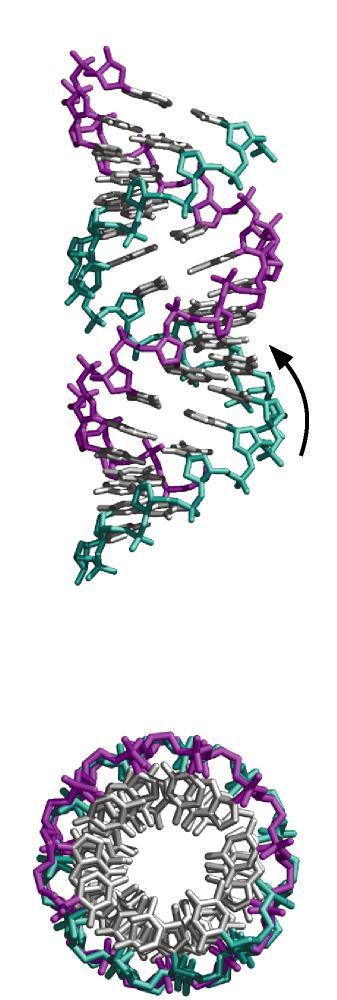 strutture RNA RNA a doppia elica può fare solo struttura A, per l ingombro del 2 OH Solco