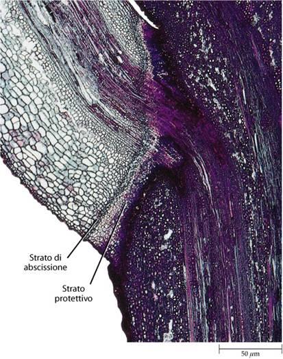 Perché le foglie si staccano dai rami (abscissione) L'abscissione è preceduta dalla formazione di due distinti strati, che insieme formano la zona di