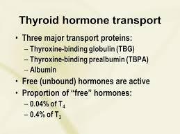 Trasporto degli ormoni tiroidei La globulina legante la tiroxina (TBG) e il principale carrier degli ormoni tiroidei.