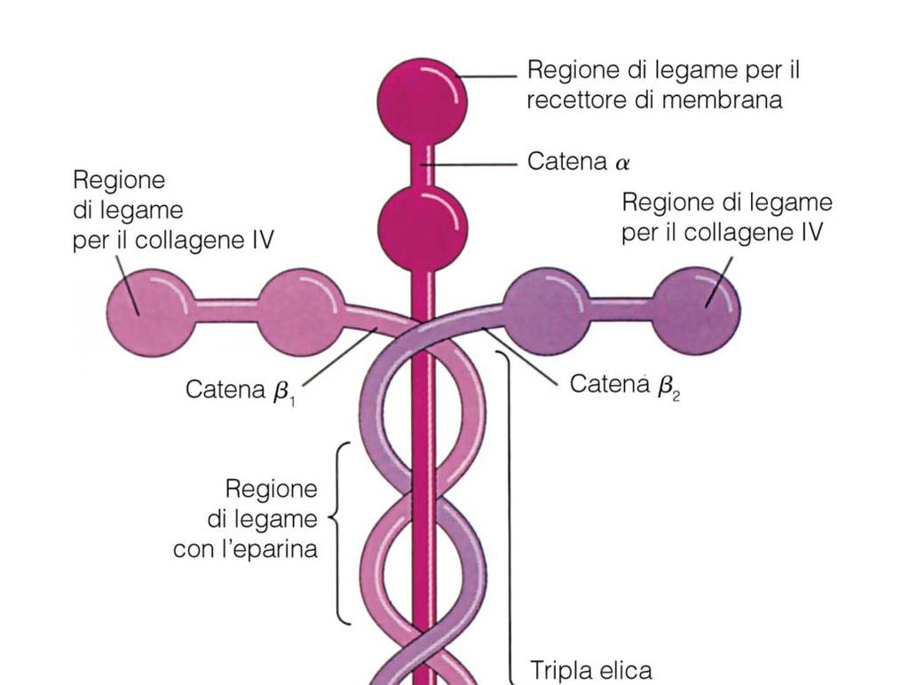 Laminina 850.