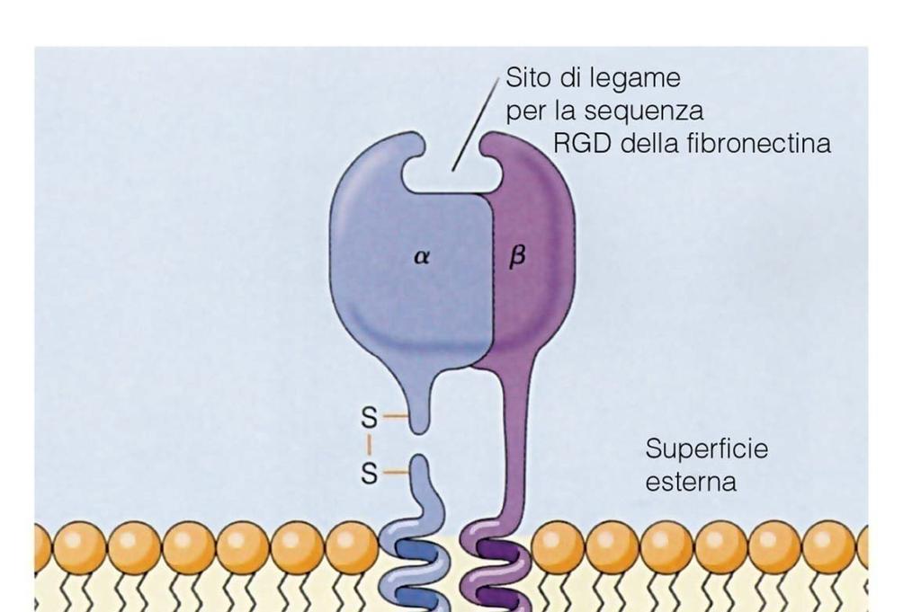 Integrina