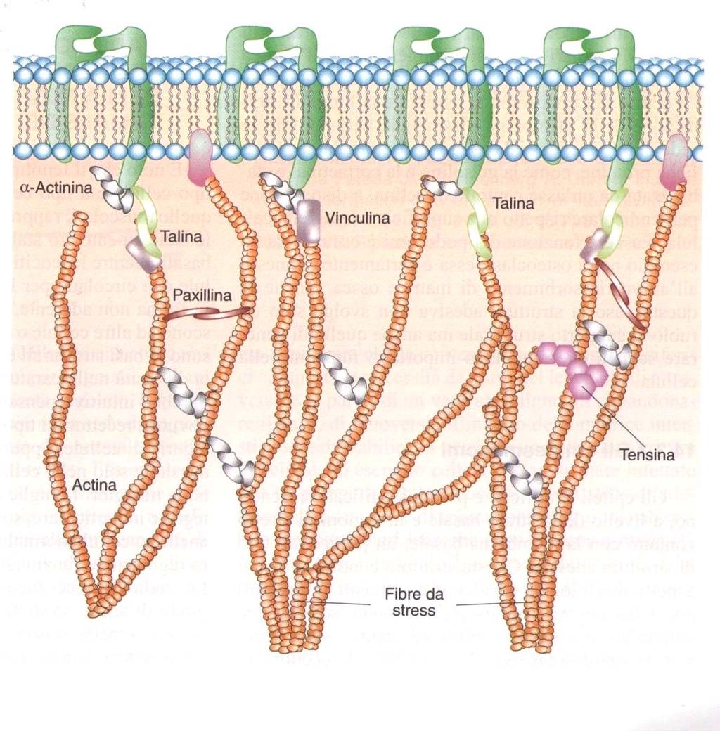 Integrina