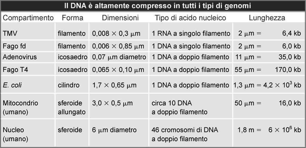 2. I cromosomi contiene materiale protetto da copyright, ad esclusivo uso personale; non è consentita diffusione ed utilizzo