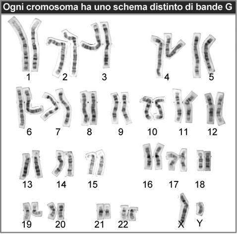 vengono colora, dopo un par,colare tradamento dei cromosomi stessi o delle cellule da cui sono prepara, Ogni