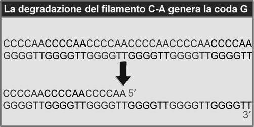 modo appropriato TELOMERI si trovano all estremità del cromosoma Conferiscono stabilità Formati da una lunga serie di sequenze brevi ripetute in tandem Formula delle sequenze telomeriche: C n (A/T) m