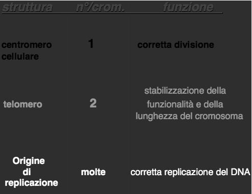 Centromero Consente la corretta segregazione dei cromosomi durante la