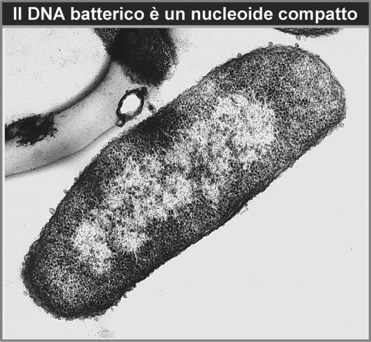 Impacche?amento del genoma ba?