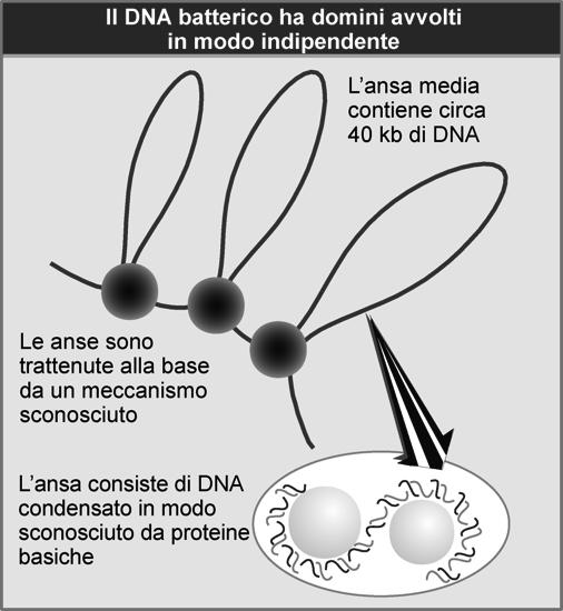 Struttura del cromosoma batterico Domini separati