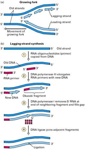 Ad ogni forcella di replicazione, uno dei due filamenti è sintetizzato mediante più inneschi. (a) La struttura completa della forcella di replicazione.
