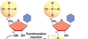 In una molecola di DNA, da migliaia a milioni di nucleotidi si susseguono in una catena mediante collegamento del gruppo fosfato collegato al