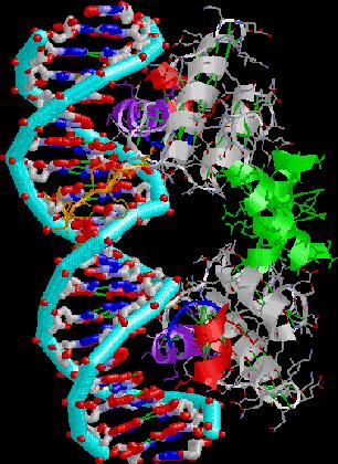 La forma del DNA e non soltanto la sua sequenza possono offrire alle proteine