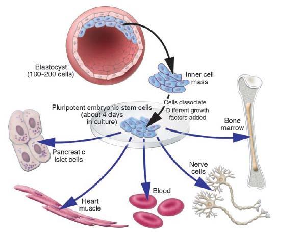 trofoblasto Embrione allo stadio di blastocisti Nella blastocisti si forma una cavità che contiene al suo interno un gruppo di cellule (cellule della massa interna, circa 50): sono le cellule
