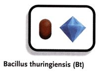 Esaltazione delle prestazioni biologiche Metodo inondativo (Augmentation) INTRODUZIONE DI MASSA DEI NEMICI NATURALI (BIOINSETTICIDI)