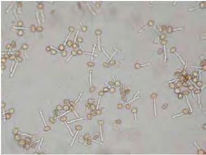 Saccarosio a ph = 5.61 terreno di germinazione contenente 0.